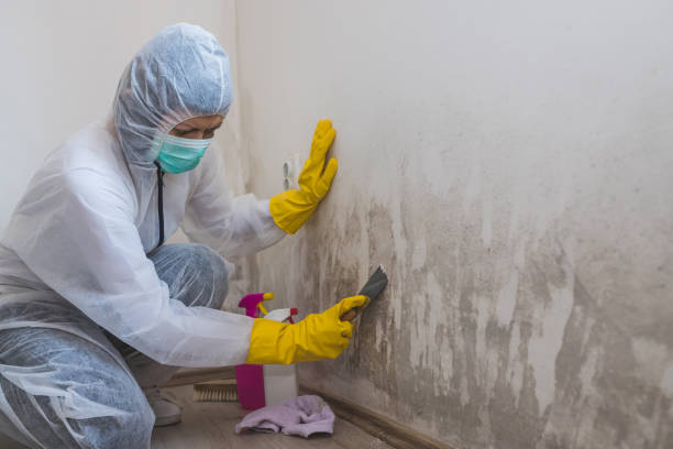 Best Black Mold Removal  in Unadilla, GA