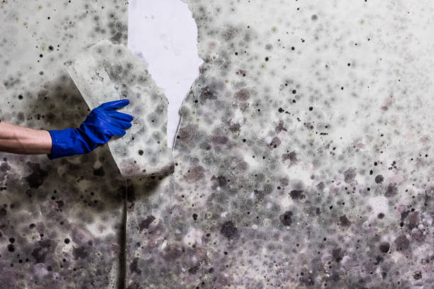 Best Crawl Space Mold Removal  in Unadilla, GA